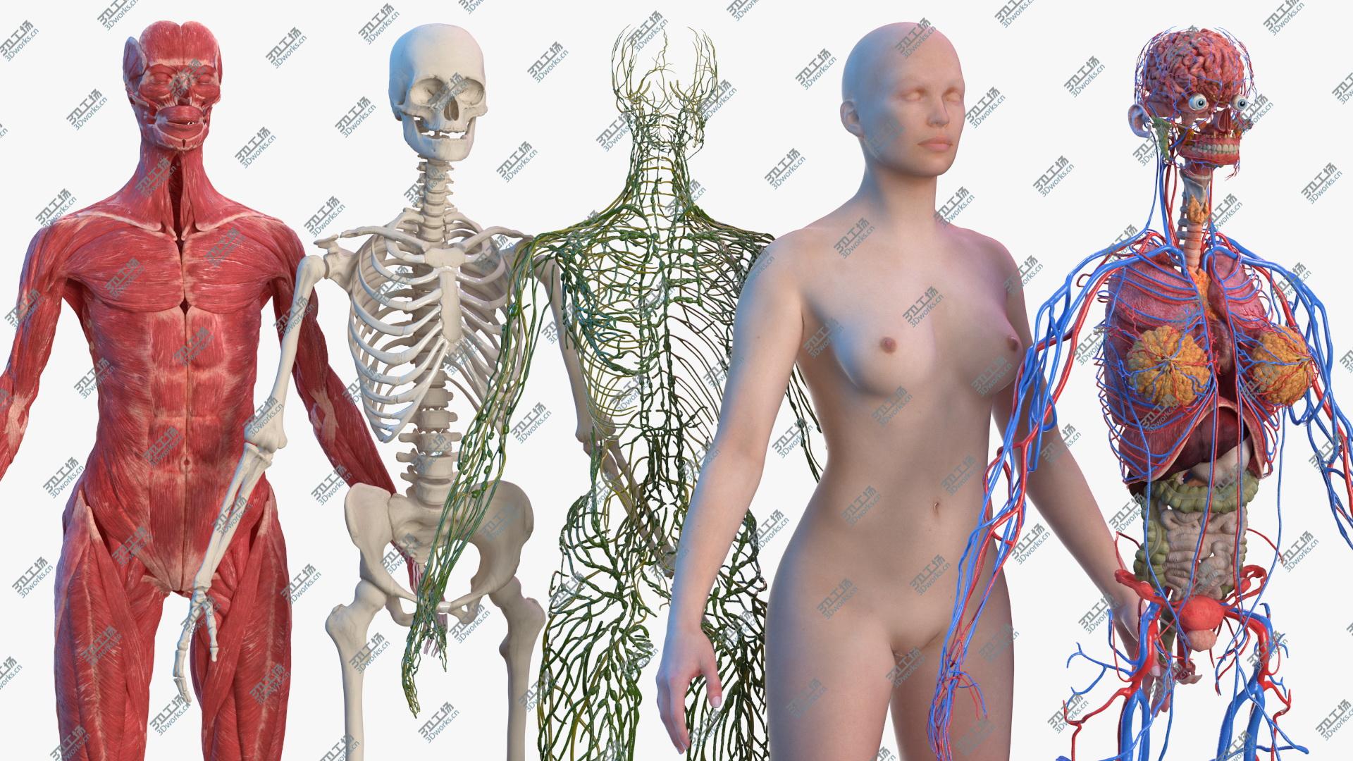 images/goods_img/20210114/Complete Female Body Anatomy 3D model/2.jpg